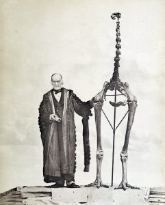 Giant Moa skeleton found by Owen in 1879.