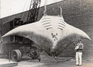 Captain Kahn with the taxidermist's mount of a giant Manta Ray, 1933.