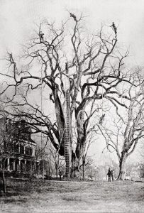 Early pest control efforts at the old Dexter Elm, back in 1894.