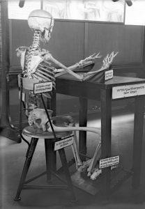 Studying ergonomics with a human skeleton, Germany, 1930s.