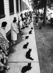 Casting call for black cats, Hollywood, 1961.