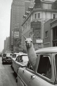 Linda the Lama in New York City taxi, captured by Inge Morath, 1957.