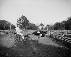 Oliver W., Famous Trotting Ostrich (1905)