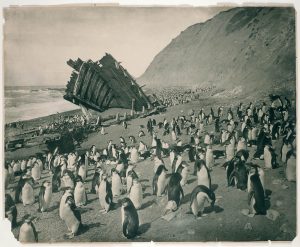 Shipwrecked on Antarctica's Macquarie Island.