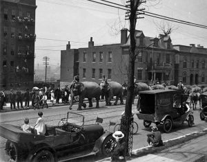 Elephants being led through the streets of st. louis, ca.1930 