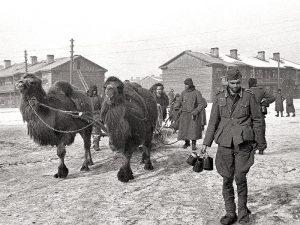 Camels in use as pack animals. Russian POW camp in Stalingrad, 1943 