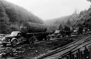 Loggers hauling out a massive tree. Olympia, Washington. 1938. 