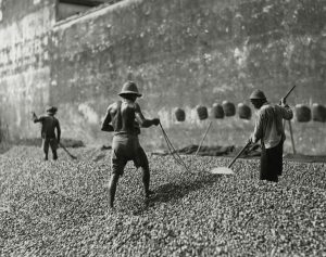 Corporal profits using sun-dried betel nuts, George Town, Malaysia, 1938.