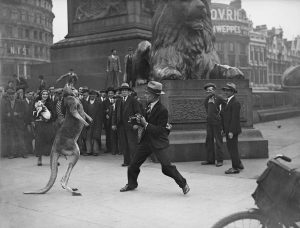Fred Morley takes on Aussie, the boxing kangaroo, London, 1931.