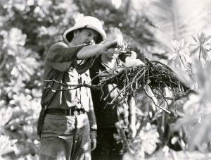 A sailor befriended a booby bird with a cigarette!