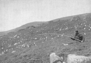 A Scot catches puffins on St. Kilda Island, 1897 