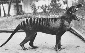 Benjamin, the last Tasmanian Tiger, at  Beaumaris Zoo in 1933. 