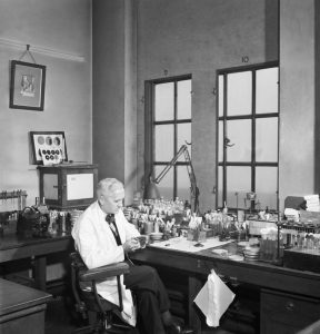 Alexander Fleming in his laboratory at St Mary's, London, 1943.